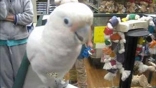 Mango and Sammy - Goffin's Cockatoos