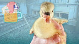 My Goose's Disabled Son