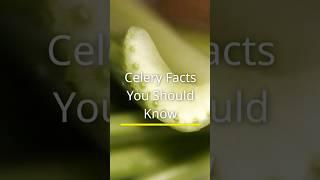 Celery Facts You Should Know