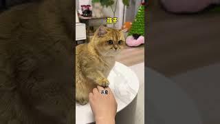 【牛奶是只猫】千万不要尝试喝猫奶！