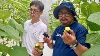 JAPANESE CUCUMBER - MALAKI KITA + BEST for Beginners in GREENHOUSE CULTIVATION for FRUIT CROPS!