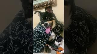 Dog playz bombelo!#views#viral#video#subscribers#grow#reels#tiktok#instagram#minecraft#xbox#fyp#yt