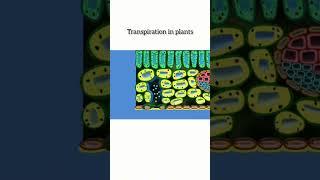 Transpiration in Plants  | Explained in 60 Seconds | Biology Shorts