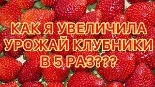 КАК УВЕЛИЧИТЬ УРОЖАЙ КЛУБНИКИ В РАЗЫ?