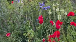 A cut flower grower's garden in Dorset | discover Charlie Ryrie's beautiful garden