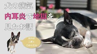 【犬の病気】内耳炎で大変な目にあった話【ボストンテリア】