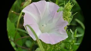 Calystegia sepium (Hedge Bindweed)