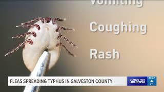 Fleas spreading typhus in Galveston County