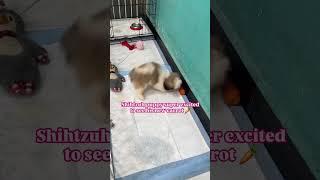 Coco the Shih Tzu Puppy LOVES Carrots!   Puppy Training & Home Manners at Happy Doggo Academy 