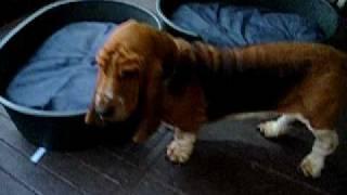 Basset hound - I don't wanna get out of my bed