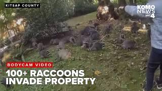 100 raccoons swarm woman’s property begging for food