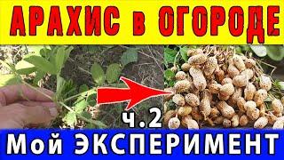 Как ВЫРАСТИТЬ АРАХИС на ДАЧЕ  Мой Эксперимент - 2 часть