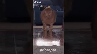 nasty cat(adorapta on tiktok)