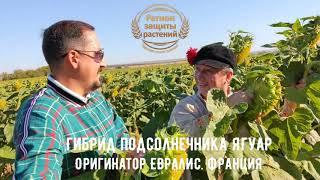  Гибриды подсолнечника ЯГУАР Оригинатор ЕВРАЛИС ФРАНЦИЯ Раннеспелый ХИТ с высокой масличность