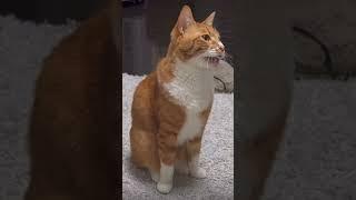 Рыжий котик #cat #video #funny #shorts