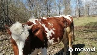 БОЛЬШОЕ ХОЗЯЙСТВО!ОН ПОСТРОИЛ ТАКИЕ УДОБНЫЕ,КЛАССНЫЕ  САРАИ!МОИ КОРОВЫ ПРИШЛИ С ПАСТБИЩА!ТЕЛКИ !