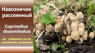 Навозничек рассеянный - Coprinellus disseminatus . Его никто не берёт из-за маленьких размером.