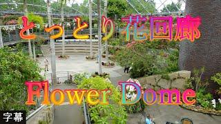 アジサイの咲く頃 6月12日 月曜 曇り時々雨 梅雨 美しい緑 とっとり花回廊 Flower Dome 日本 鳥取県西伯郡南部町鶴田 とっとり花回廊 @WalkingYoshi