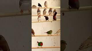 #birdsounds Mix tropical finch aviary #birds #bird #nature #animals #pets #aviary