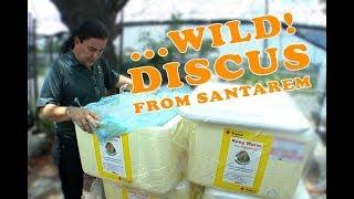 Wild Discus From Amazon River (Santarem Discus)