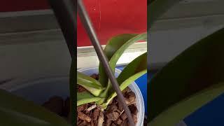 My Outdoor Orchids Up To  70*F