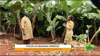 Kilimo na Biashara | Banana farming