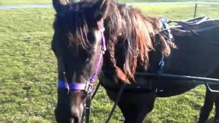 Training a horse to drive - First Hitch