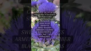Zone 9 Planting list for June #gardening #garden #gardentips