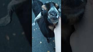 These goats act like dogs!
