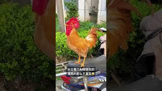 # Animal confusion behavior # Rooster # Cute pet # Daily record of cute pet # You are too beautiful