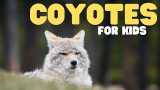 Coyotes for Kids | Learn fun facts all about coyotes