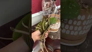Save Your Plants from Cold Damage! #PlantTok #plantcare