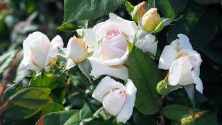 New era of Hybrid Tea roses - Gruaud Larose, Sweet Delight, Trésor du Jardin, Madame Anisette