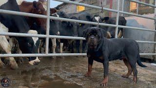 Rottweiler Visits Farm To Make Cow Friends And Drinks Cow Milk