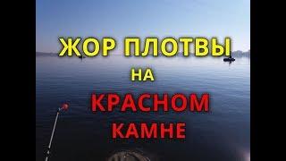 Жор плотвы на "Красном камне"