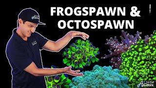 Top Shelf Aquatics' Coral Care Series - Frogspawn and Octospawn