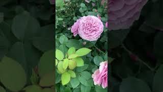 Роза Lavender Ice (Лавендер Айс)