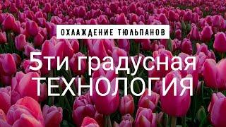 Тюльпаны. Охлаждение по 5-ти градусной технологии