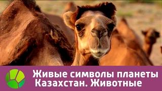 Живые символы планеты. Казахстан. Животные | Живая Планета