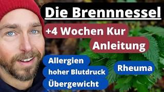 Die Brennnessel - bei Übergewicht, hohem Blutdruck, Allergien, Rheuma...4 Wochen Kur Anleitung