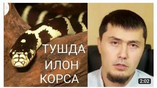 Умар кори туш табири тушда илон курса#shortsvideo #исломмаданияти #маруза #rek #abdullohdomla