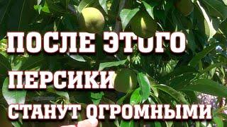 После этого персики станут огромными, вкусными и красивыми!!!