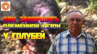 КАК ЗАВЕРШИТЬ ПЛЕМЕННОЙ СЕЗОН У ГОЛУБЕЙ//ГОЛУБИ-НУТРИИ МАЦИНОВ//НИКОЛАЕВСКИЕ ГОЛУБИ//ПОЛЁТЫ ГОЛУБЕЙ!