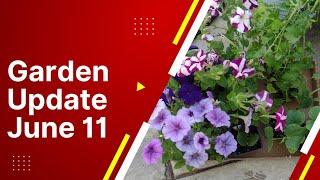Garden update June 11