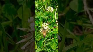#travel bee  nature 