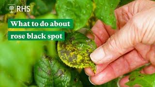 What to do about rose black spot | The RHS