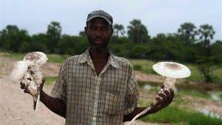 South Africa's Indigenous Delicacies