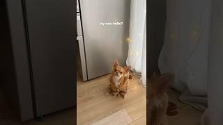 Ну как вам мой новогодний костюмчик? #собачка #чихуахуа #собака #cutedog #chihuahua