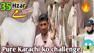 Gulam Qadir goat farm visit latest update| 19-Jun-2025 gulabi kamori barbari dudhwali bakriyan 