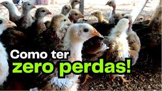 03 DICAS pra criar pintinhos bem desenvolvidos | AGROCRIACAO